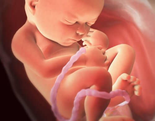 Płód w macicy