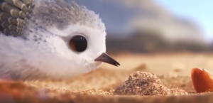 Film Pisklak