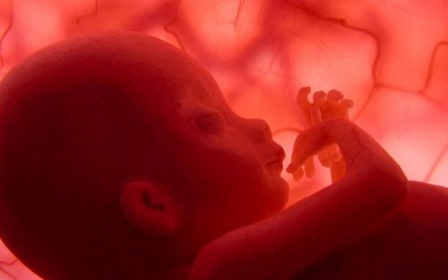Płód w macicy - ciąża zaśniadowa