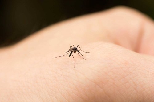 Sięgnij po naturalne sposoby na odstraszanie komarów.