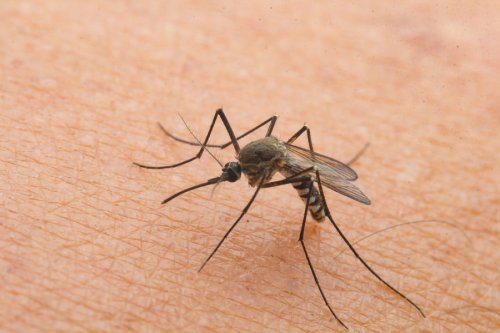 Częste ugryzienia komarów mogą wynikać z grupy krwi.