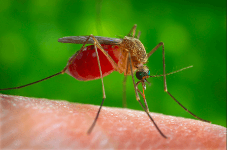 Komar wypełniony krwią siedzący na skórze