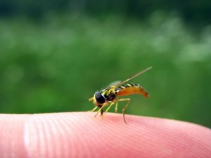 Dziecko zostało użądlone przez osę - co zrobić?