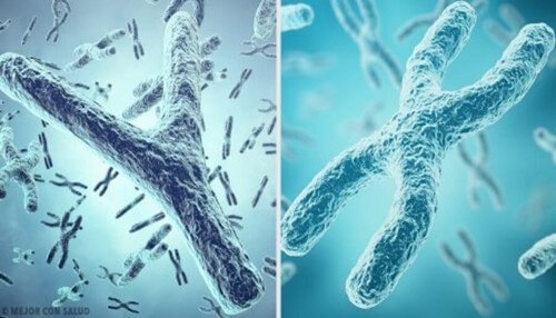 Chromosom X i Y