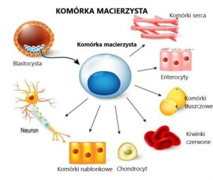 Schemat komórki macierzystej