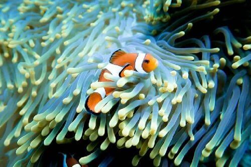 Gdzie jest Nemo?