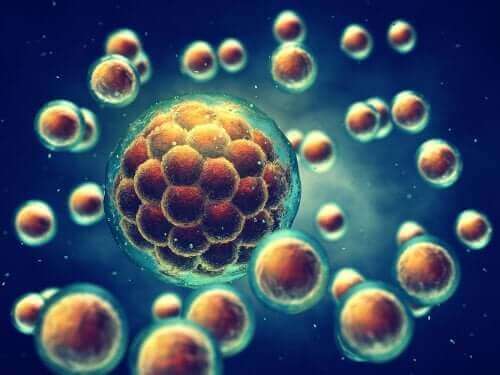 Przechowywanie komórek macierzystych i pępowiny