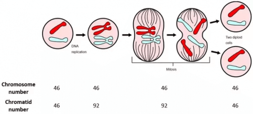Mejoza - diagram