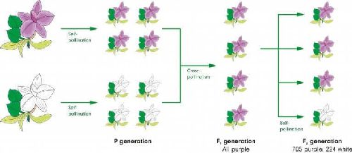 Pierwsze prawo Mendla