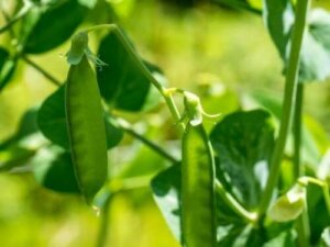 Prawa Mendla - proste wyjaśnienie