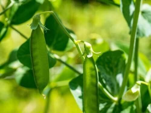 Prawa Mendla - proste wyjaśnienie