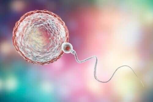Komórki jajowe: poznaj 4 interesujące fakty