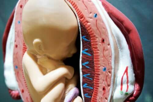 Pęcherzyk ciążowy: poznaj jego podstawowe cechy